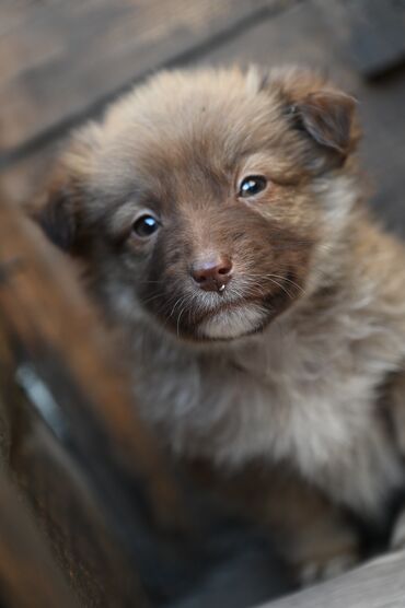 Отдам даром собаку: Собака даром: Дворняжка, 2 месяца, Самка — 4