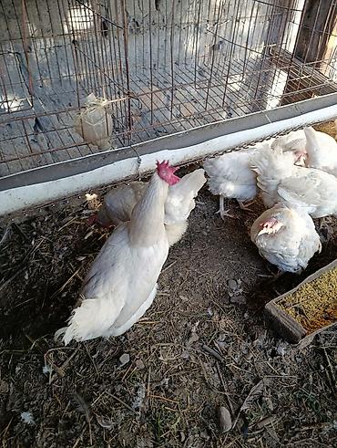 Птицы: Несушка тооктор уйдо оскон — 9