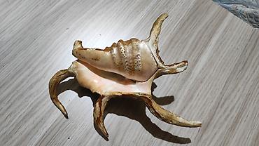 Другой декор и предметы интерьера: Dekorativ dəniz ilbizinin qabığı – “spider conch” üslubunda - — 3
