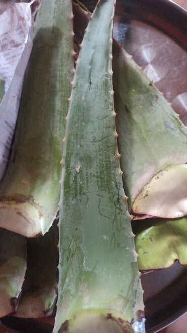 Çöl bitkiləri: Təzə kəsilmiş aloe vera yarpaqları, müxtəlif kosmetik və sağlamlıq
