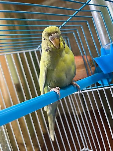 Tutuquşları: 🦜 Satılır – 5 Aylıq Dişi Papuqay 🦜 Sağlam, aktiv və öyrəşmiş dişi — 1