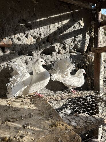 Птицы: Продаю голубей!!!! На фото представлены голуби разных пород. Цены на — 39