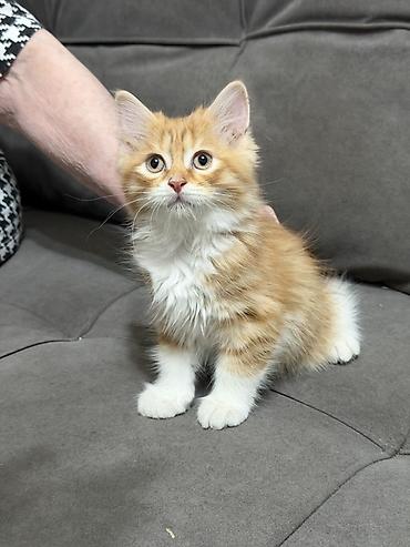где можно купить котят: Котята ищут новый дом и любящую семью ♥️ Котята приучены к лотку — 1
