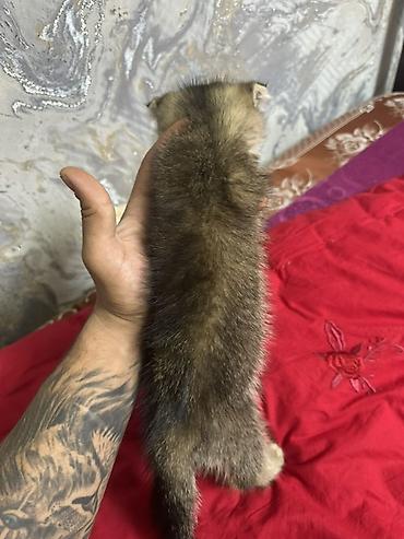Кошки: Шотландская вислоухая, Самец, В добрые руки, Платная доставка — 3