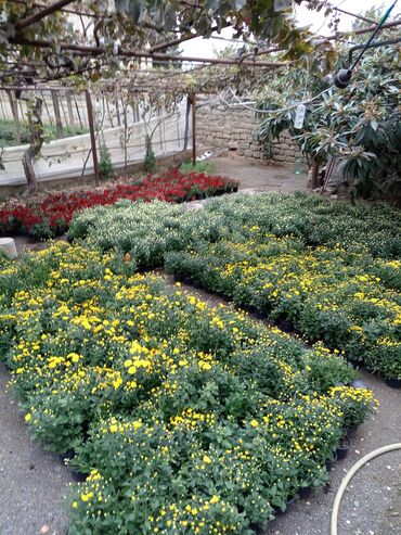 Çöl bitkiləri: Müxtəlif rəngli Xrizantema payızgülü güllərinin topdan və pərakəndə — 5