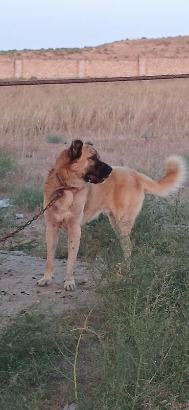 toyuq satisi: Гурдбасар, 2 года, Самец, С прививками, Платная доставка — 8