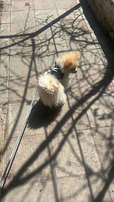 pomeranian mini: Cins: Pomeranian (Boo tipli) Rəng: Krem/açıq şaftalı Ölçü: Kiçik — 3
