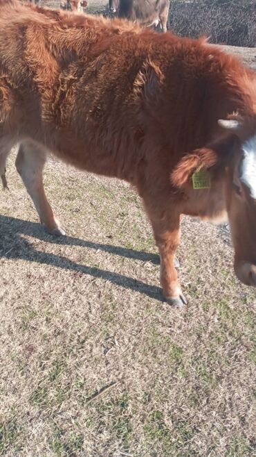 Dana, buzov: Dana, buzov, Dişi, ay: 12, Damazlıq, Ünvandan götürmə — 5