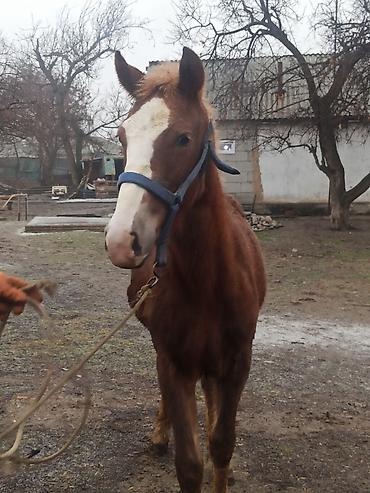 Лошади, кони: Продаю | Жеребенок | Полукровка | Конный спорт | Племенные — 7