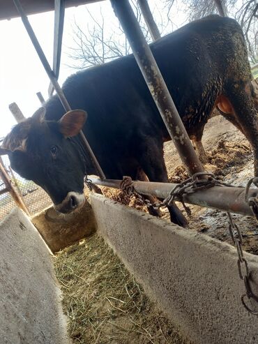 Коровы, быки: Продаю быка чисты бурый швиц