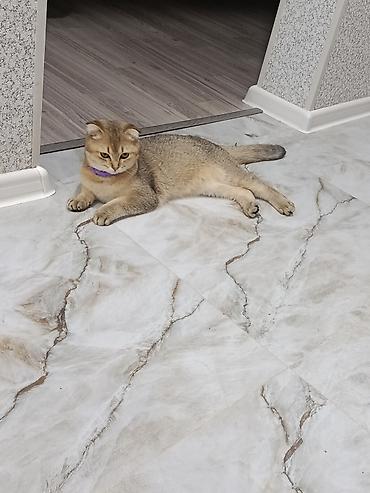 bengal cat: Qızıl şinşilla, Dişi — 4