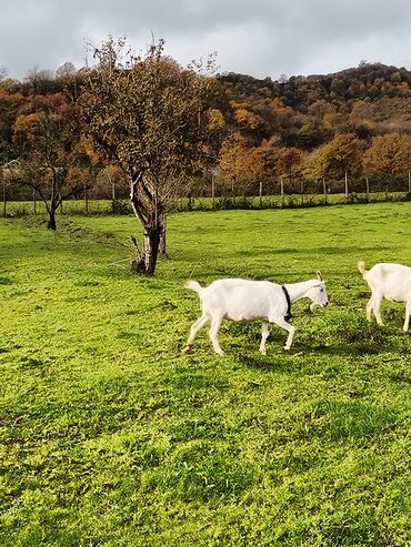 Keçi, çəpiş: Sanen keçiləri satılır. Çəkilisdə heç bir effekt istifadə edilməyib — 10