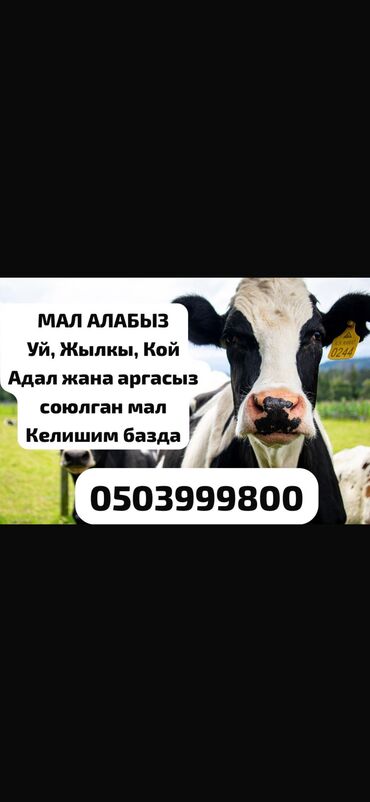 преобразователь для стрижки овец: Куплю | Коровы, быки, Козы, козлы, Лошади, кони | Круглосуточно, Любое состояние, Забитый