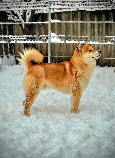 Psi: Odgajivačnica 'Kami's little fellows' predstavlja vrhunsko leglo Shiba — 12