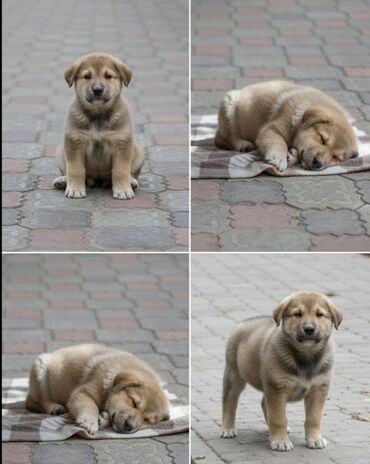тибетский мастиф собака: 2 месяца, Самец