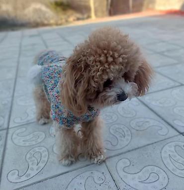 İtlər: Pudel, 2 ay, Erkək, Peyvəndli, Ödənişli çatdırılma — 2