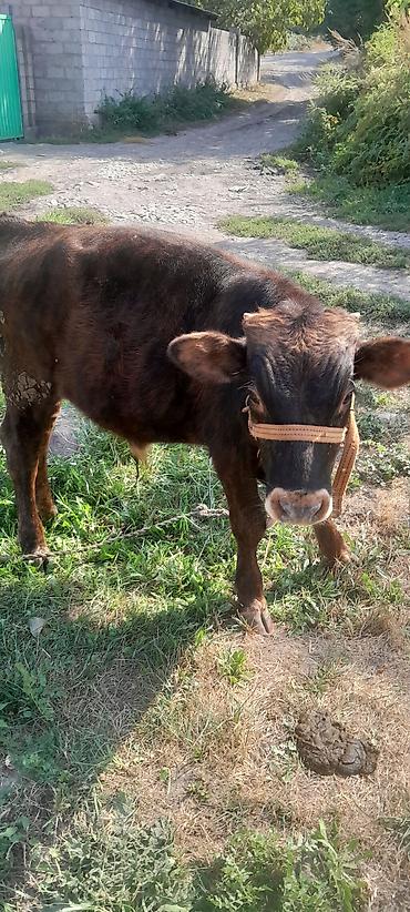 Продам с/х животных: Продаю | Бык (самец) | На откорм | Привязанные — 3