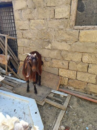 keçi heleb: Самка, Haleb, лет: 2, Самовывоз