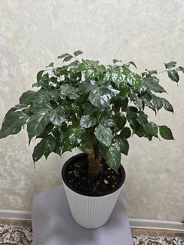 Пальмы: Хамедорея изящная (комнатная пальма) - В наличии взрослые кусты в — 28