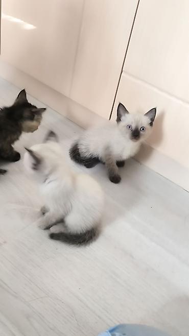 Продажа кошек: Тайская, 1 месяц, Мальчик — 2