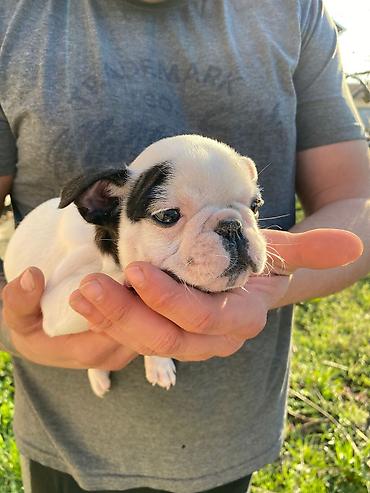 Psi: 🔥 TOP FRANCUSKI BULDOG ŠTENCI 🔥 Na prodaju vrhunski štenci francuskog — 8