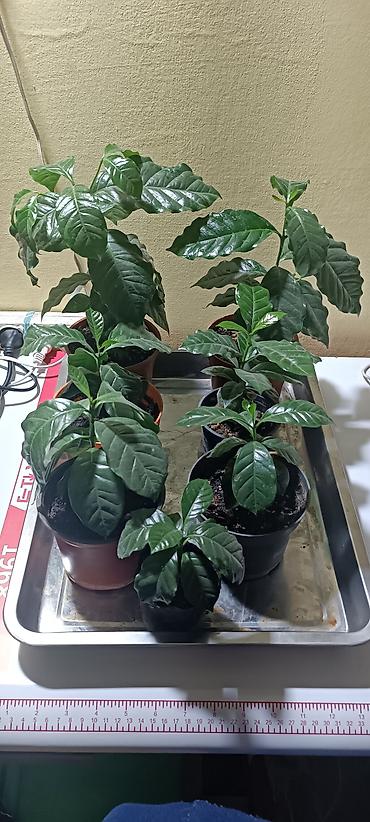 кофейное дерево: Кофейное дерево (Coffea arabica)Нана, карликовый — комнатные саженцы в — 3