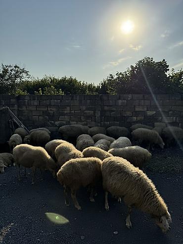 •Real alicilar zeng elesin. •Maşinlada barter etmek isdeyen elage
