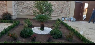 Toxumlar: Qazon çatrlma qurasdrma torf gubresi dermanlanmasi agaclarin ekini — 8