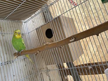 Попугаи: Hazir mayadi 
Erkeyi qacib deya satiram — 4