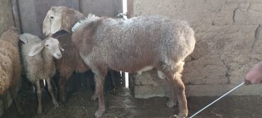 продажа домашних животных: Продаю | Баран (самец) | Арашан | Осеменитель