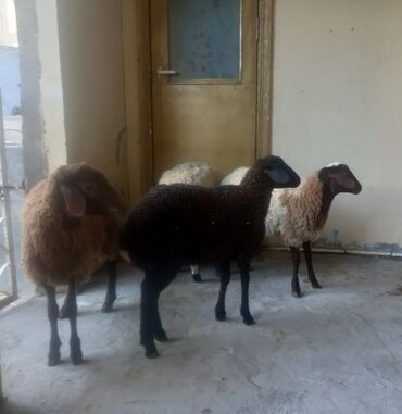 Inəklər, öküzlər: Quzu, Erkək, Qala, ay: 1, Damazlıq