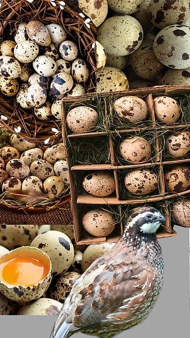 hundusqa yumurtasi: BILDIRCIN SATILIR YUMURTAQ 3 M 13 EDEDDI 5 I AG 8 I CILCIL CUNBO UNVAN — 5