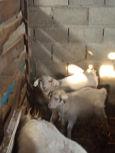 Козы, козлы: Продаю | Коза (самка) | Для разведения — 13