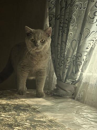 Pişiklər: Britan, Erkək, Cütləşmə üçün -da lalafo.az — 5 Pişiklər: Britan, Erkək, Cütləşmə üçün — 5