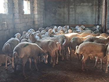 keci satşı: Quzu.Erkək super kök quzular.Diri çəkisi 9 AZN.Beyləqan cinsidir. 3-4 — 4