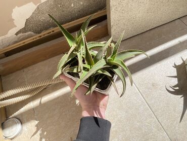 Otaq bitkiləri: Aloe.2,3,4 manat,razılaşma var