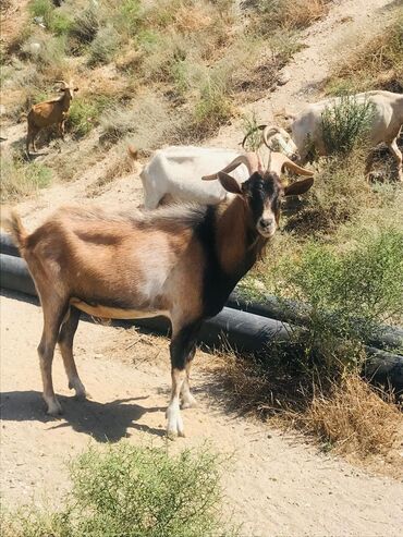 Keçi, çəpiş: Məhsul: Qoyun-keçi təsərrüfatı üçün keçilər Təsvir: - Şəkillərdə — 19