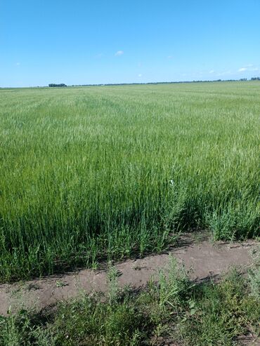 сниму дом недорого: 10000 соток, Айыл чарба үчүн