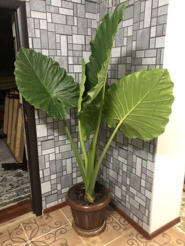 Алоказии: Алоказия — это декоративное растение с крупными, глянцевыми листьями — 2