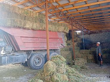 тюки соломи купити: Сено в тюках метровые 1 косс плотные - Натуральное луговое сено — 1