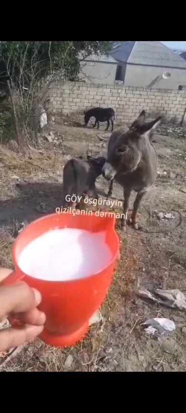Коровы, быки: Essek sudu Qizilca Oskureyin dermani temiz saglam heyvanlardi