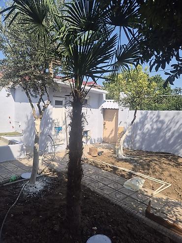 pol yonan usta: Palma ağacı — 1