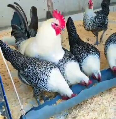 Xoruzlar: Tek 100 ayam zemani cut 200m .qap — 39