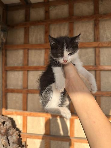 животные кошка: Отдадим бесплатно хотят в хорошие руки😊 2 месяца, кушают сами — 4