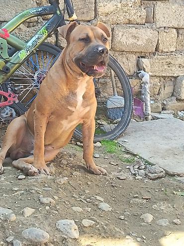 İtlər: Pitbul, 1 ay, Erkək, Ödənişli çatdırılma — 6