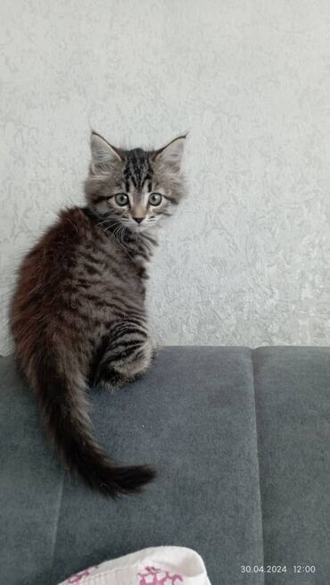 Коты: 2500 котёнка мейн-куна, девочка,котёнку 3 месяца,к лотку