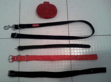 молочные породы коров цена: Аксессуары для щенка или собаки. 1. Хороший качественный поводок. С