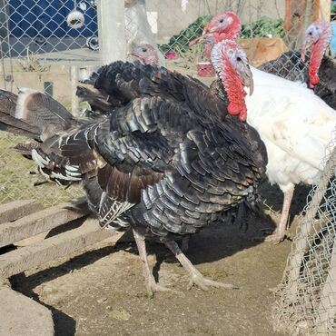 Hinduşka: Erkək, Amerika, Damazlıq, Ünvandan götürmə — 3