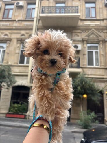 İtlər: 4 ay, Dişi, Peyvəndli, Ünvandan götürmə — 17