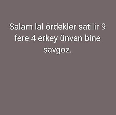 cins inəklərin satisi: Lal ördəklər satılır. Sayı: 13 ədəd – 9 dişi, 4 erkək. Ünvan: Binə — 1
